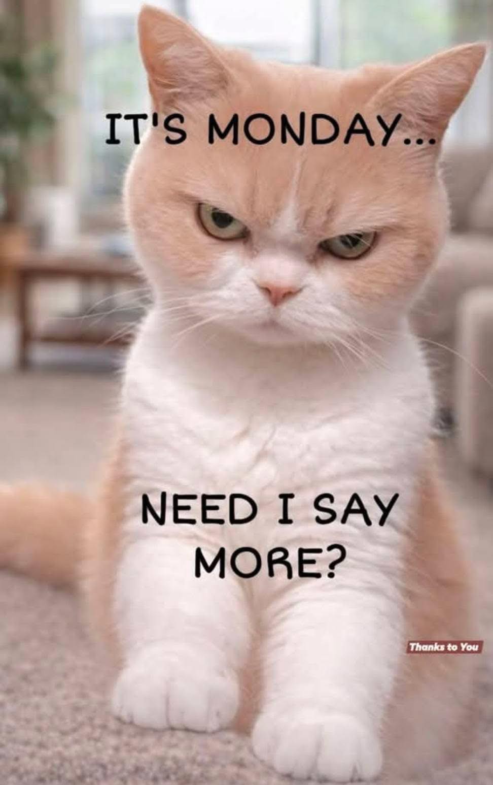 Good Morning!! Happy Monday!!! 

Zach works today and Nigel is off - so it could be a super fun day!!

I get to start the morning with my mammogram appointment and then I am finally going to have my knee pain investigated….I guess it’s not just “going away” 😂 

Who knows what projects Nigel has planned - probably mail box painting at the very least!