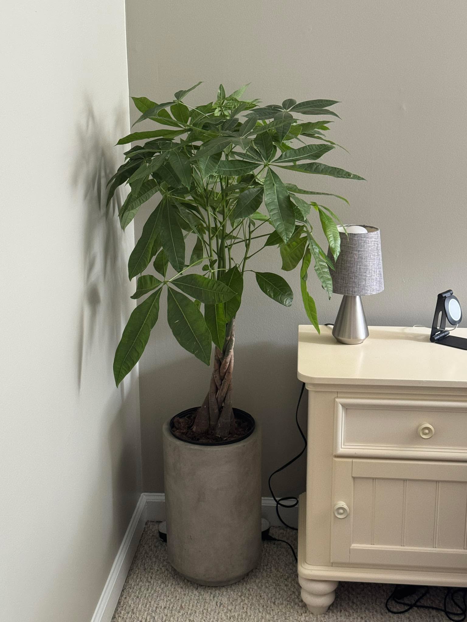 We started off this beautiful month of June with an ADOPTION!!

That’s right - we willingly brought this tree into our home to lovingly care for it - hopefully without killing it 😂 

The next adoption notice will be more exciting - I promise!! 😻😻😻