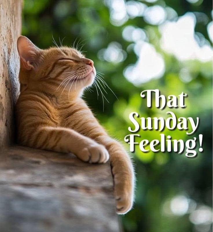Good Morning a bit later than usual…

I’m trying to picture that relaxing Sunday feeling BUT it’s Nigel’s “weekend” so that means projects upon projects upon projects…

I think we are building more cabinets, running network cables, making a window screen and who really knows what else….and there will likely be more tomorrow too!