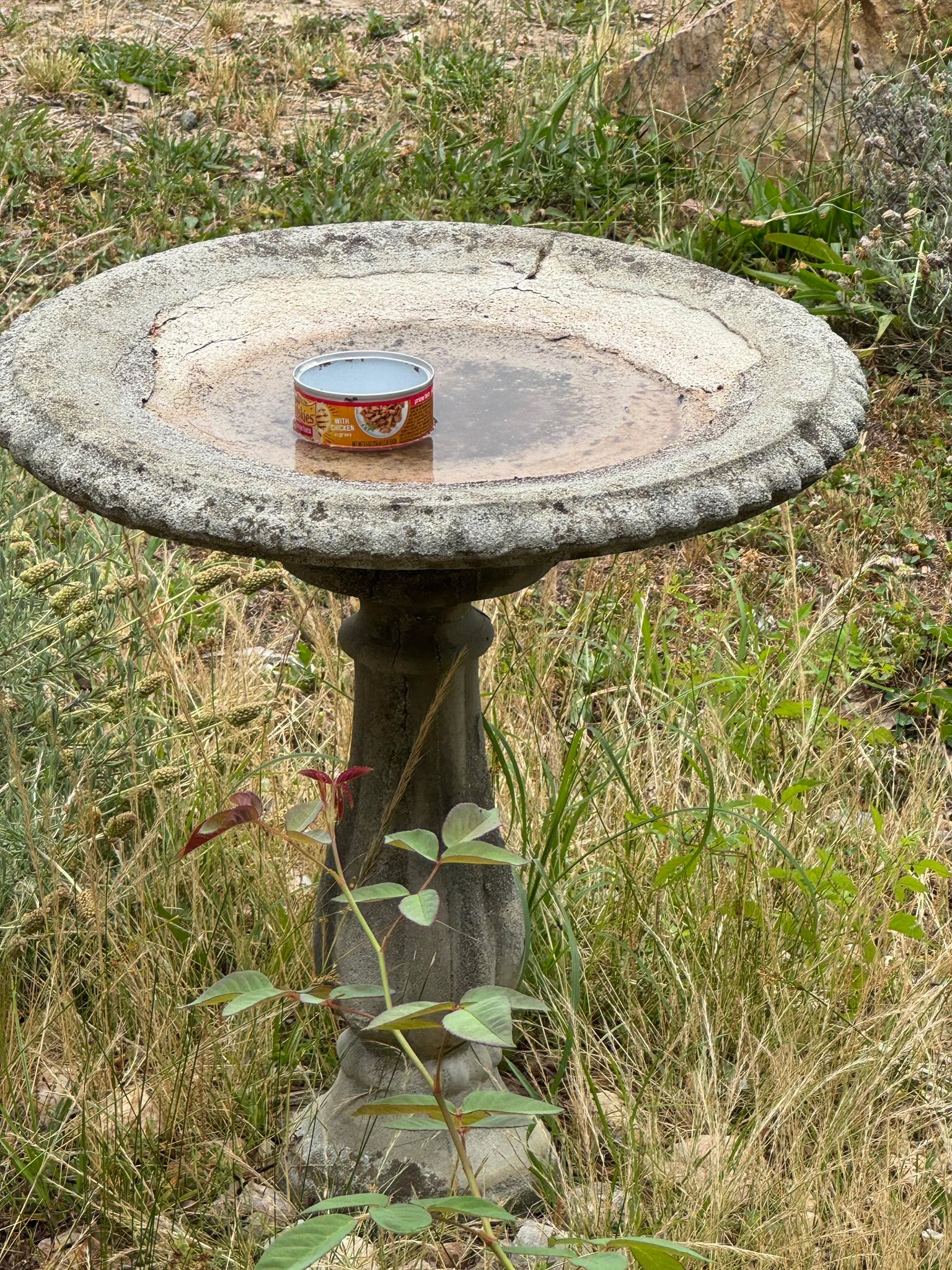 Well - the crows 🐦‍⬛ brought me a little something to show their appreciation for providing water to them…

Zach said they were giving Nigel a message that we need to start buying cat food again - which means it’s time for cats.. 

Soon very soon 😻😻😻