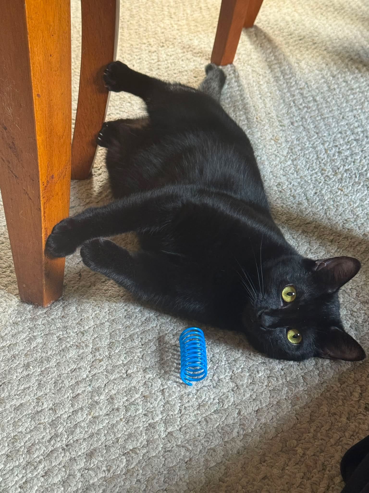 Say some extra prayers for us…this picture was from a few days ago BUT Thea passed her eye junk to Tsuki - and thankfully we escaped a vet visit but we now have to figure out how to do her eye drops twice a day for a week without torturing her and getting ourselves tore up!! 

It’s been one month lol - and so much craziness already! I am just hoping that all the trust I built up with Tsuki doesn’t get tossed out the window now!