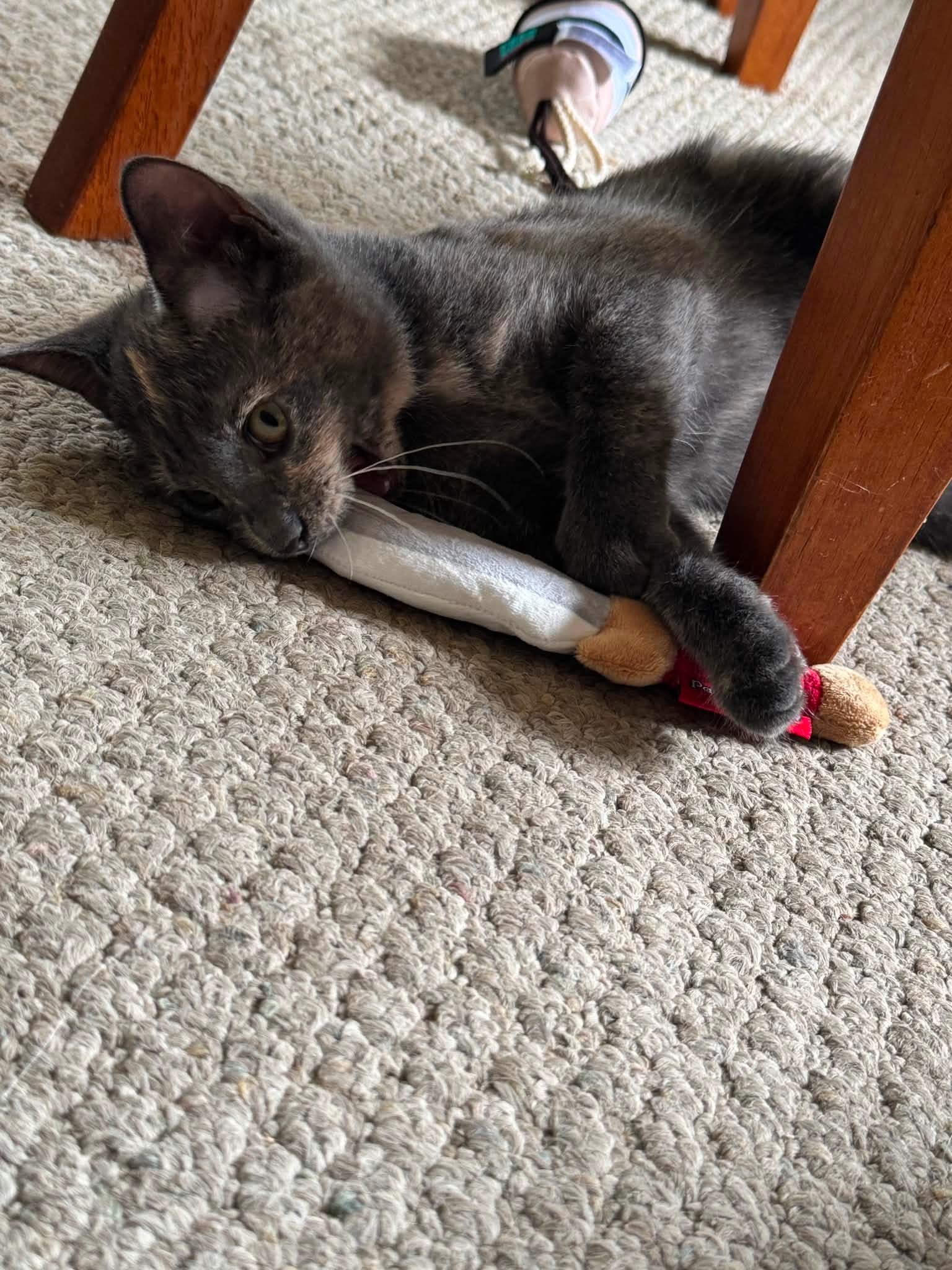 Zachary ordered some new cat toys for the babies - they are so spoiled…

Anyway, he got them a dagger - and Celeste seems to REALLY like it!! 

Celeste is also our “Klepto-Kitty” so it’s kinda fitting to go along with all the kidnappings and assaults of Lord Otterton 🦦