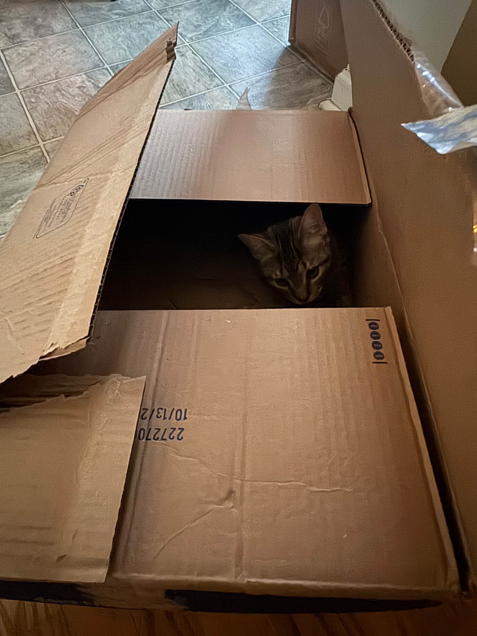This box is an extra fun hiding spot for one little kitten…