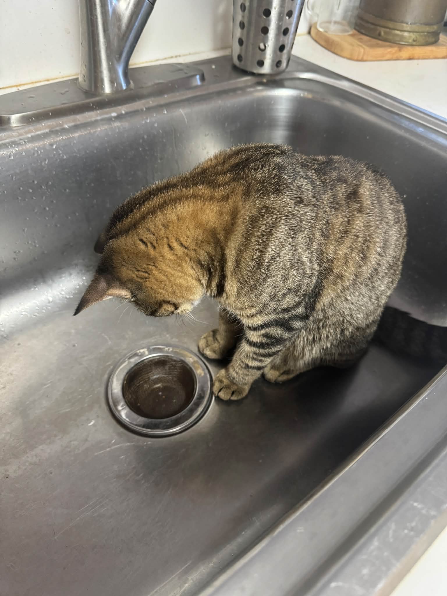 Thea’s obsession with the sink continues…the second the water is turned on she runs and leaps for the counter, patiently waits until the dishes are washed and then she inspects the drain…

Her feet and tail are constantly wet….which means litter box use is extra fun - so she often ends up with a foot bath too…and the cycle continues

She has an obsession with the freezer too - but we will save that story for another time